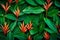 a plant or leaf Background of Cordyline fruticosa leaves with soothing coral and vibrant tropical
