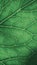 Plant leaf close-up. Mosaic pattern of  cells and veins. Green tinted mobile phone wallpaper. Abstract vertical background on