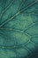Plant leaf closeup. Mosaic pattern of  cells and veins. Green-blue dark backdrop. Abstract vertical background on vegetable theme