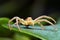 Plant leaf crab spiders