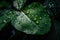 plant leaf explosion with close-up of single leaf and droplets of water