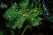 plant leaf explosion with close-up of single leaf and droplets of water