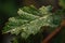 plant leaf explosion with close-up of single leaf and droplets of water