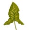 Plant leaf of False arum , Italian gouet: