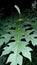 Plant leaf green papaya leaf