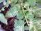 Plant leaf miner disease in tomato leaves