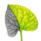 Plant leaf symbolizing lung cancer