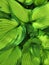 Plant leaf texture, large hosta foliage nature dark green