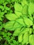 Plant leaf texture, large hosta foliage nature dark green