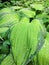 Plant leaf texture, large hosta foliage nature dark green