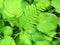 Plant leaf texture, large hosta foliage nature dark green