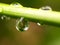 Plant leaf / water drop 02