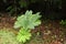 Plant leaves in the Alerce Andino National Park, Chile