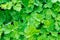 Plant leaves with dew on green background, after rain