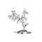 Plant with leaves engraving. Decorative grape tree growth. Bonsa