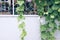 Plant leaves & purple flower on metal fence