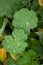 Plant life 33 - Close up of Ladyâ€™s Mantle, alchemilla mollis