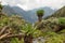 Plant life in Bujuku Valley, Rwenzori Mountains National Park, Kasese District, Uganda