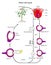 Plant life cycle infographic diagram