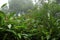 Plant life is lush and inviting along the hiking trail at Viento Fresco in Costa Rica.