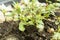 Plant little small seed grow background soil concept