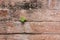 Plant little tree on old red bricks wall