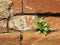 Plant little tree on old red bricks wall background