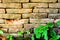 Plant little tree on old red bricks wall background