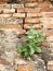 Plant little tree on old red bricks wall background