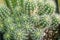 Plant lobivia shaferi echinopsis aurea