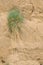 Plant and loess