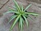 Plant with long, pointed leaves called Dracaena Marginata