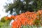 Plant with long rangy deep orange flowers on a green and blue background