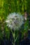 A plant that looks like a large dandelion on a dark green background