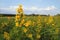 Plant loosestrife with yellow flowers on a green meadow