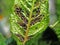 A plant louse is sugar-beet (Aphis fabae).