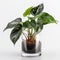 A Plant Lover\\\'s Dream: Philodendron Billiteae Variegated