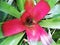 Plant Magic Blooming in tropics. Special gardens