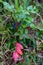 The plant mahonia Holm with bright green and red shiny leaves and dark blue berries growing in the woods. Vertical photo