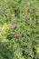 Plant Medicago sativa grows in a mountain meadow close-up