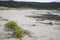 Plant on Melide Beach, Pontevedra, Galicia