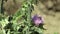 Plant milk thistle Silybum marianum or cardus marianus healing herb, used in the pharmaceutical and folk healing and