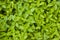 Plant mint grows in nature background