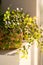 Plant Muehlenbeckia in a decorative planter after wetting from a spray gun on the table lit by sunlight