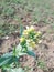 Plant Mustard seed sinapis flower flower