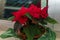 The plant named Poinsettia or just Christmas Star
