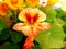 Plant nasturtium seeds in early spring in moist