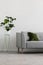 Plant next to grey couch with green cushion in simple living room interior. Real photo
