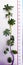 Plant with numerical scale