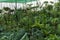 Plant nursery greenhouse inside view